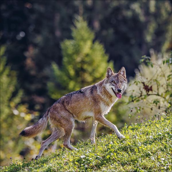 Produktbild Wlfe 2026