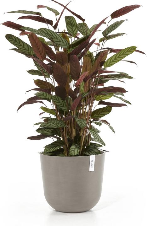 Actual product image Ecopots Oslo (25 cm)