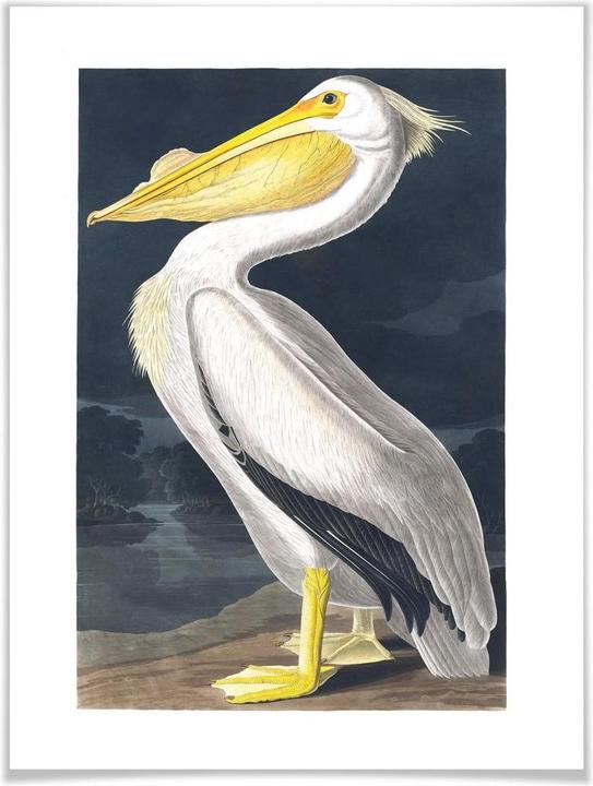 Produktbild Trenddeko Pelikan (40 x 50 cm)