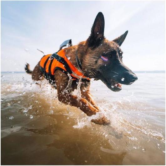 Immagine prodotto Non-Stop Dogwear Giubbotto di salvataggio Safe Gilet da nuoto M (4, Giubbotto di salvataggio per cani)