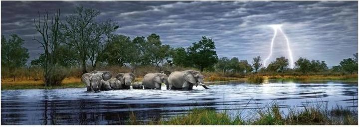 Produktbild Heye Herd of Elephants (2000 Teile)