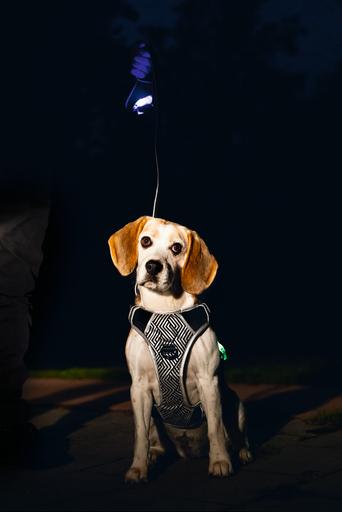 Actual product image Beeztees Safety Gear Y-harness (Dog, General)