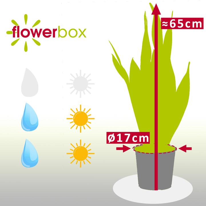 Produktbild Flowerbox Bogenhanf - Sansevieria trifasciata Laurentii (65 cm)