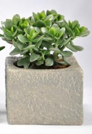Crassula/ Dickblatt im Cairo-Keramiktopf (20 cm)