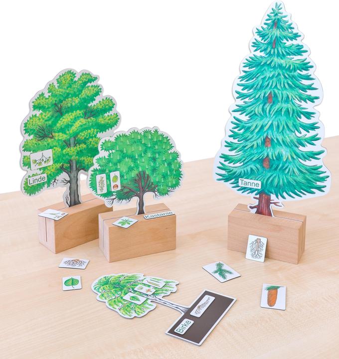 Produktbild Betzold Bäume bestimmen leicht gemacht mit Holzaufstellern (Deutsch)