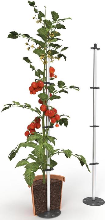 Actual product image Gusta Garden Tomato Buddy Starter (125.10 x 18 x 125.10 cm)