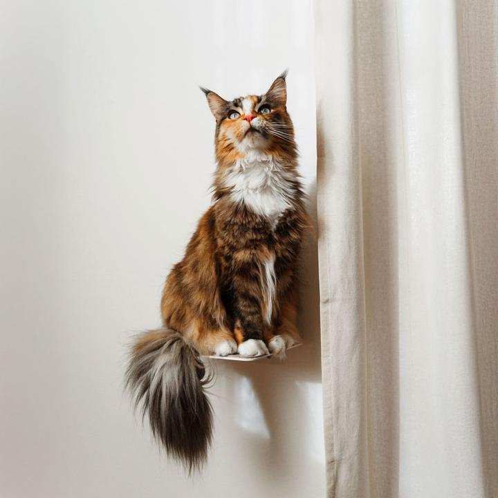 Image du produit LucyBalu STEPS Katzentreppe (Chat)
