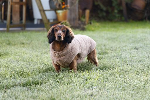Image du produit Designed by Lotte Manteau pour chien Victoria (L, Manteau pour chien)