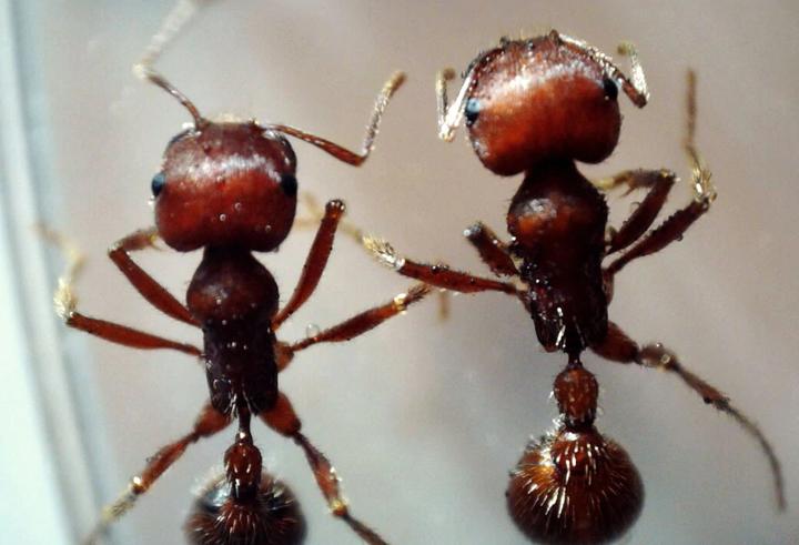 Actual product image Celestron Microdirect 1080p 220x Digital Microscope