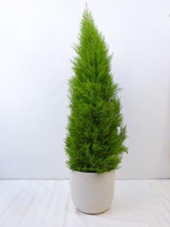 Actual product image Cypress (65 cm)