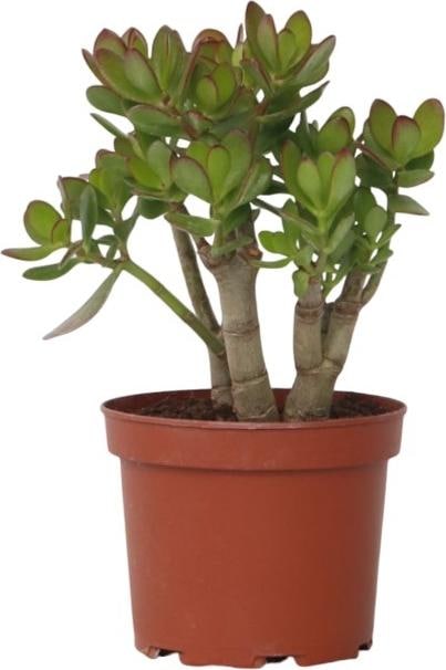 Plant in a Box Crassula ovata Minor - Jadepflanze (30 cm)