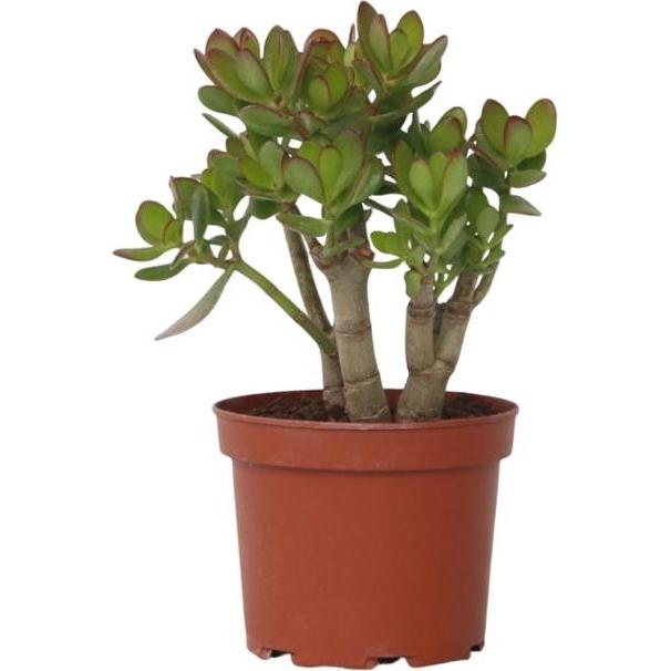 Plant in a Box, Pflanzen, Crassula ovata Minor - Jadepflanze (30 cm)