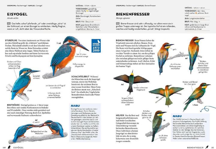 Actual product image Kosmos Das NABU-Vogelbuch (German, Fabian Karwinkel, Peter Mullen, 2023)