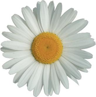 Produktbild Mettler1929 Augenkonturcreme (Augenpflege Crème, 30 ml, Tag + Nacht)