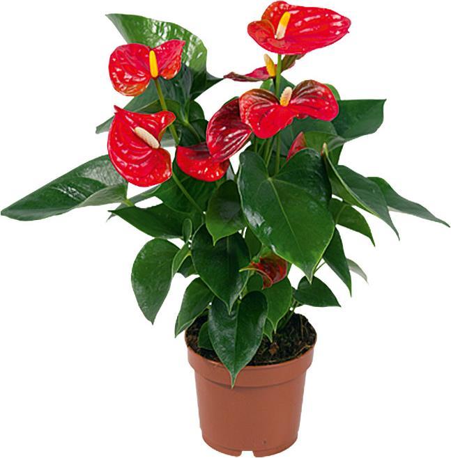 Flamingoblume rot (60 cm)