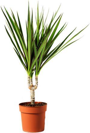 Produktbild Drachenbaum marginata (70 cm)