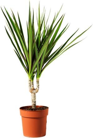 Produktbild Drachenbaum marginata (70 cm)