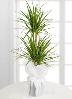Produktbild Drachenbaum marginata (70 cm)