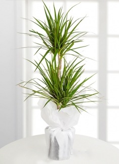 Produktbild Drachenbaum marginata (70 cm)