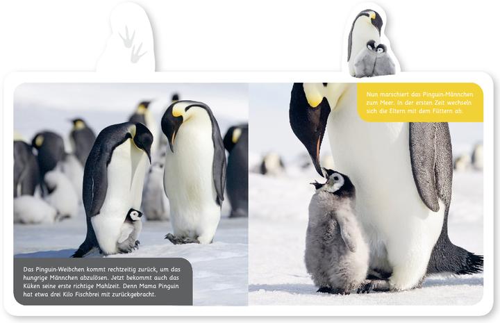 Produktbild Der Pinguin (Deutsch, Hannah Kastenhuber, 2017)