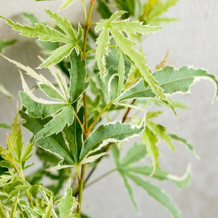 Actual product image Plant in a Box Acer palmatum 'Butterfly' - Maple tree (25 cm)