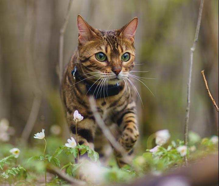 Image du produit Tractive CAT Mini tracker GPS pour chats (Chat, Général)