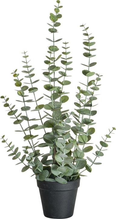 Actual product image Botanic-Haus Eucalyptus (58 cm)