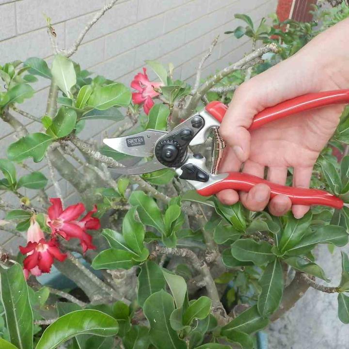 Actual product image Siena Garden Pruning shears Premium 6-KS