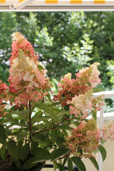 Produktbild Säntispracht Die farbwandelnde Rispenhortensie - Hydrangea paniculata 'Pinky-Winky' (200 cm)