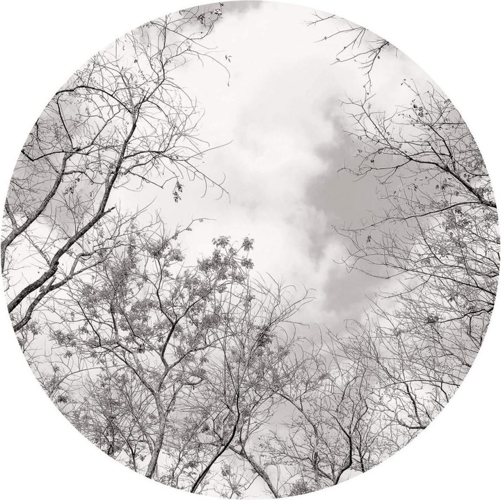 Actual product image Trenddeko Treetops in the sky (Ø 236 cm)