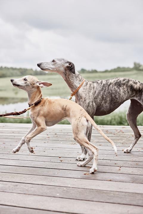 Immagine prodotto OYOY Zoo ZOO - Guinzaglio per cani Robin M/L - Choko (Z60053) (Cane, Generale)