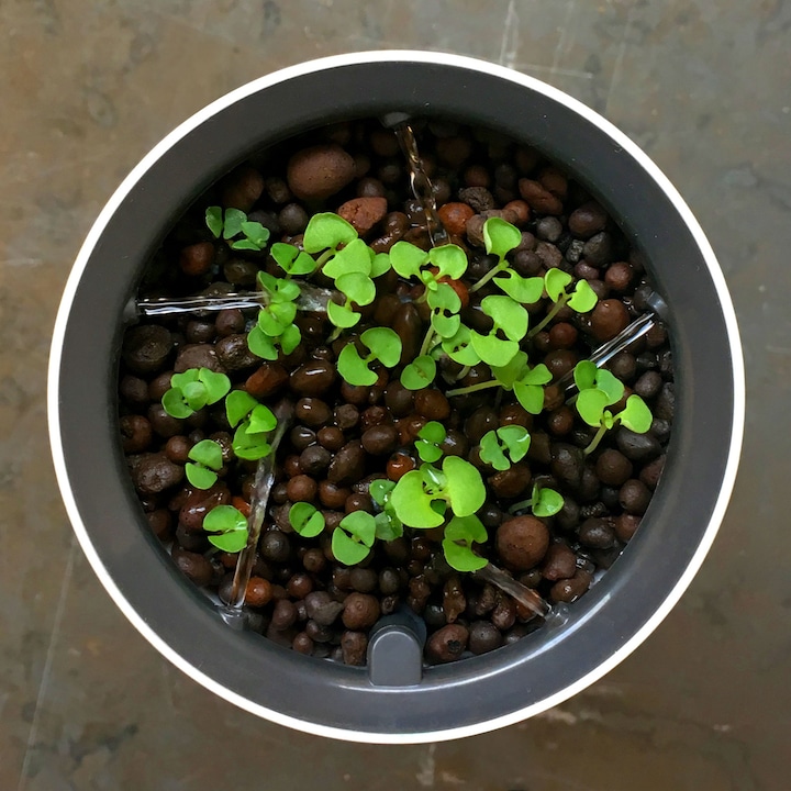 Actual product image Botanium Self-watering pot (15 cm)