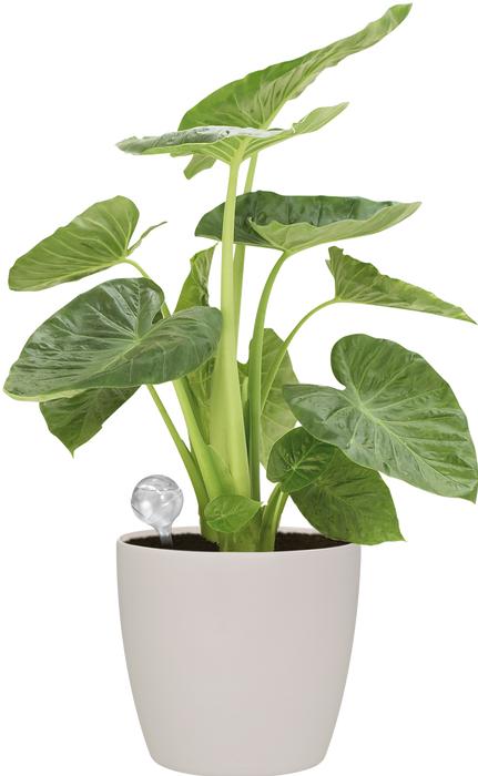 Productafbeelding Elho Aqua Care irrigatiebal transparant (Irrigatieballen)