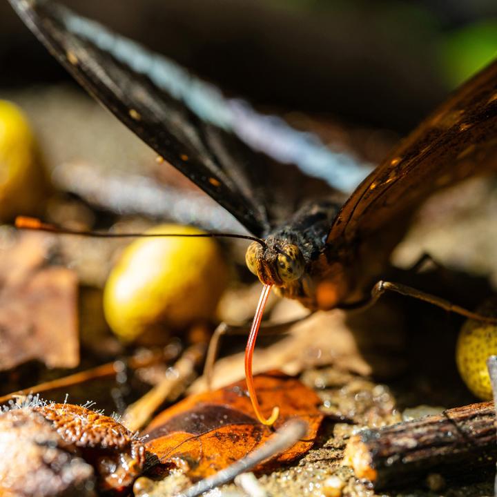 Productafbeelding Laowa 55mm f/2.8 Tilt Shift 1X Macro Lens Nikon Z (Nikon Z, Volledig formaat)