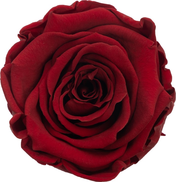 Actual product image Migros Ostschweiz Premium roses (stabilised roses) in a cube (Infinity Flowers)