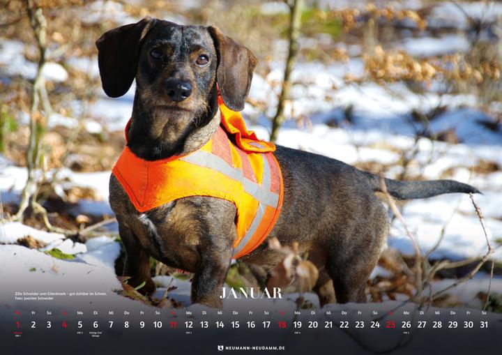 Image du produit Teckel 2026