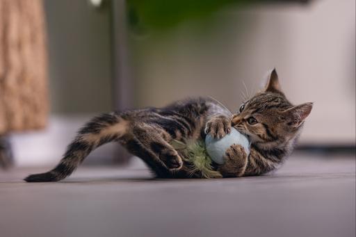 Immagine prodotto Beeztees Gatto giocattolo palla + molla Rizo