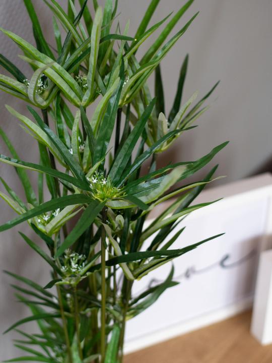 Produktbild Europalms Zyperngras (76 cm)