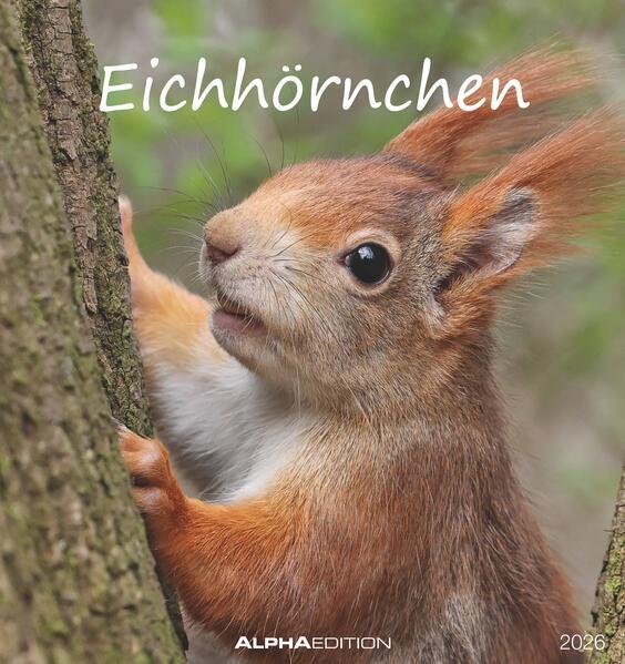 Immagine prodotto Alpha Edition Eichhörnchen 2026 - Postkartenkalender im Format 16 x 17 (16 x 17 cm)