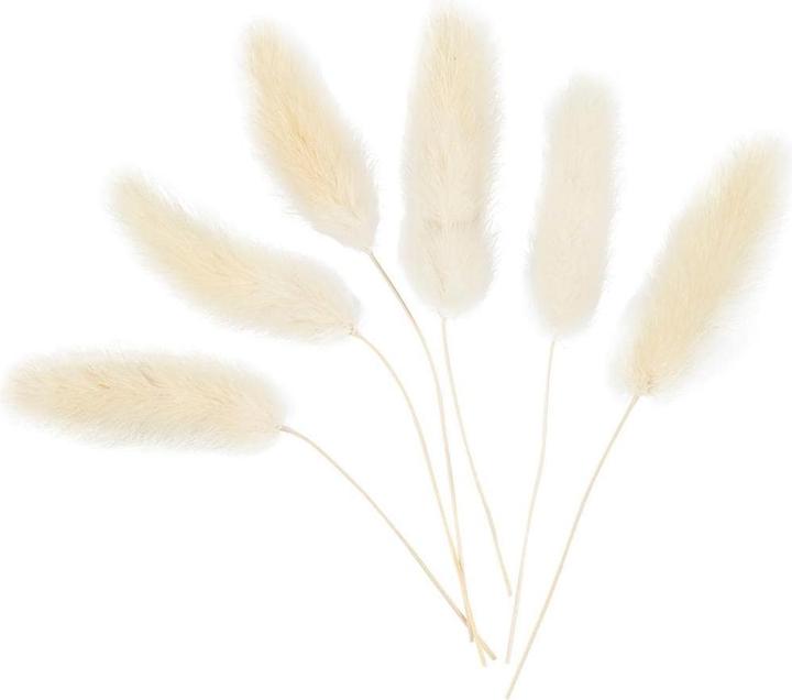 Produktbild Creativ Company Weihnachtsdeko 3-7 cm, 6 Stück (Trockenblumen)