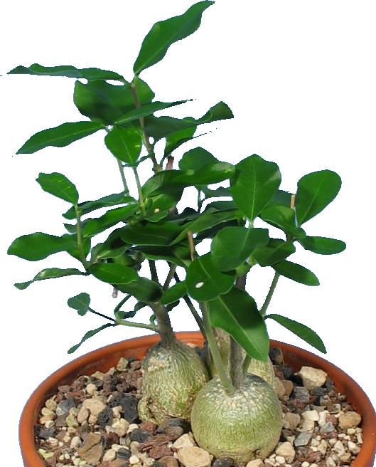 Produktbild Kakteen Gautschi Fockea edulis Gruppe (30 cm)