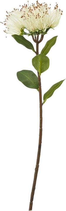 Immagine prodotto Hill Interiors Protea Nitida Stelo Pianta artificiale (45 cm)