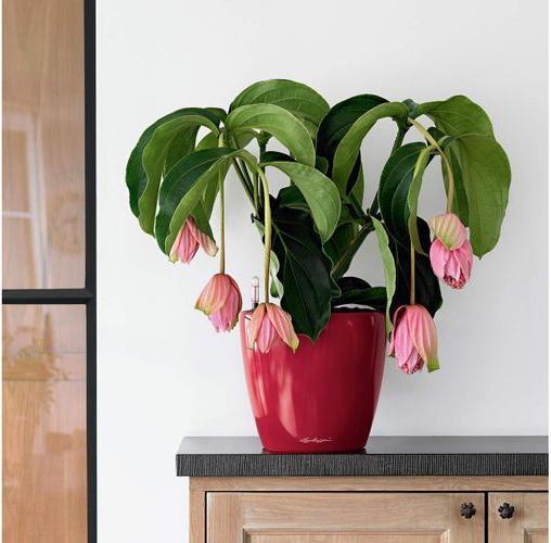 Produktbild Lechuza Classico (22 cm)