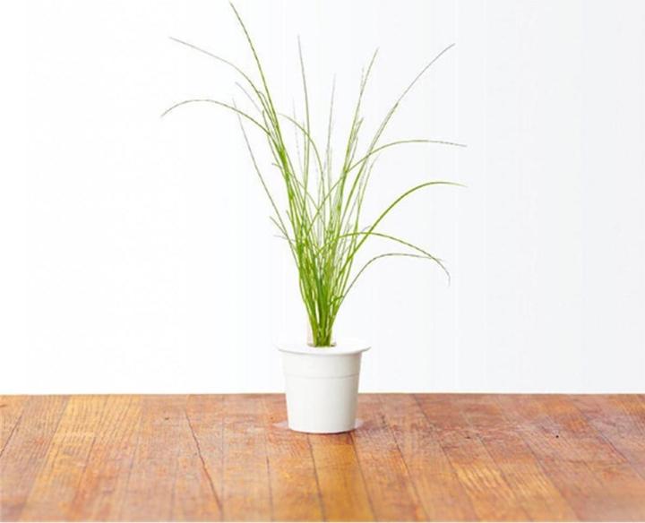 Image du produit Click and Grow Ciboulette (Graines d'herbes aromatiques)