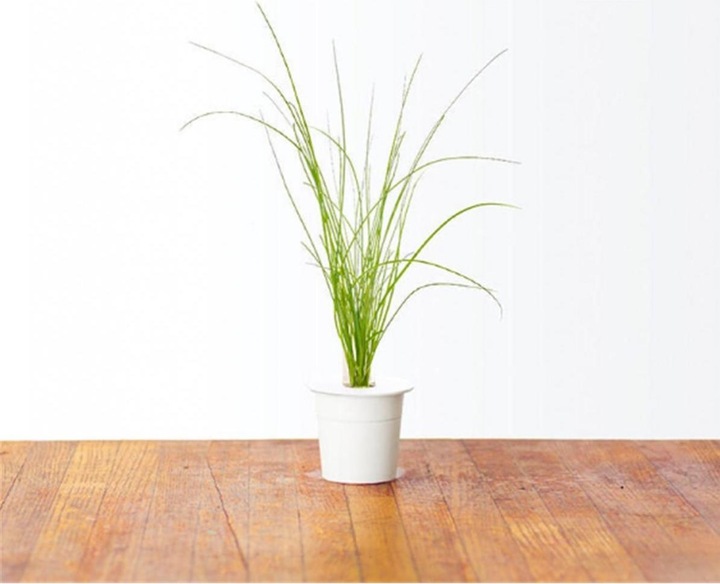 Actual product image Click and Grow Chives (Herb seeds)