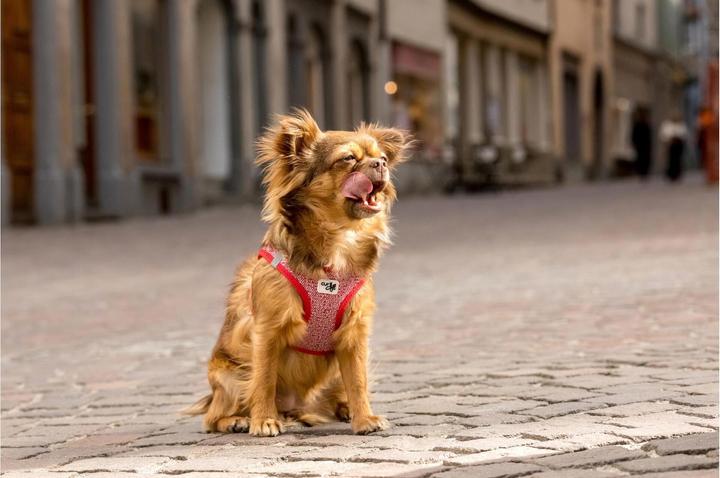 Actual product image Curli Tableware Merino (3XS, Dog, General)