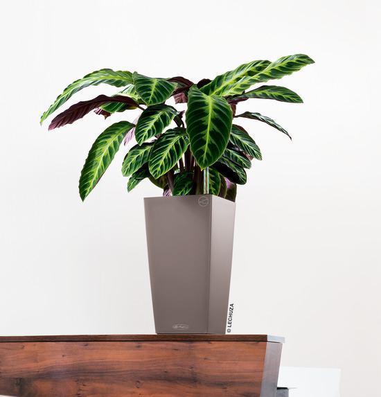 Actual product image Lechuza Cubico vessel (22 x 22 x 41 cm)