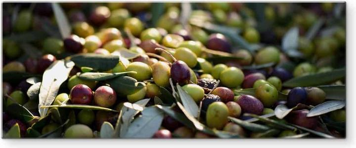Trenddeko Olives méditerranéennes - Panorama