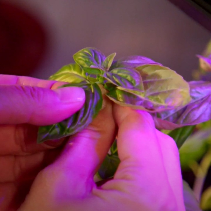 Produktbild MediaShop Bionic Grow