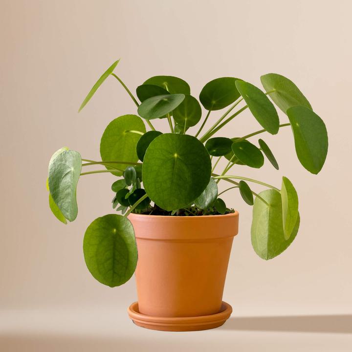 Mary and Plants Ufo Plant (30 cm)